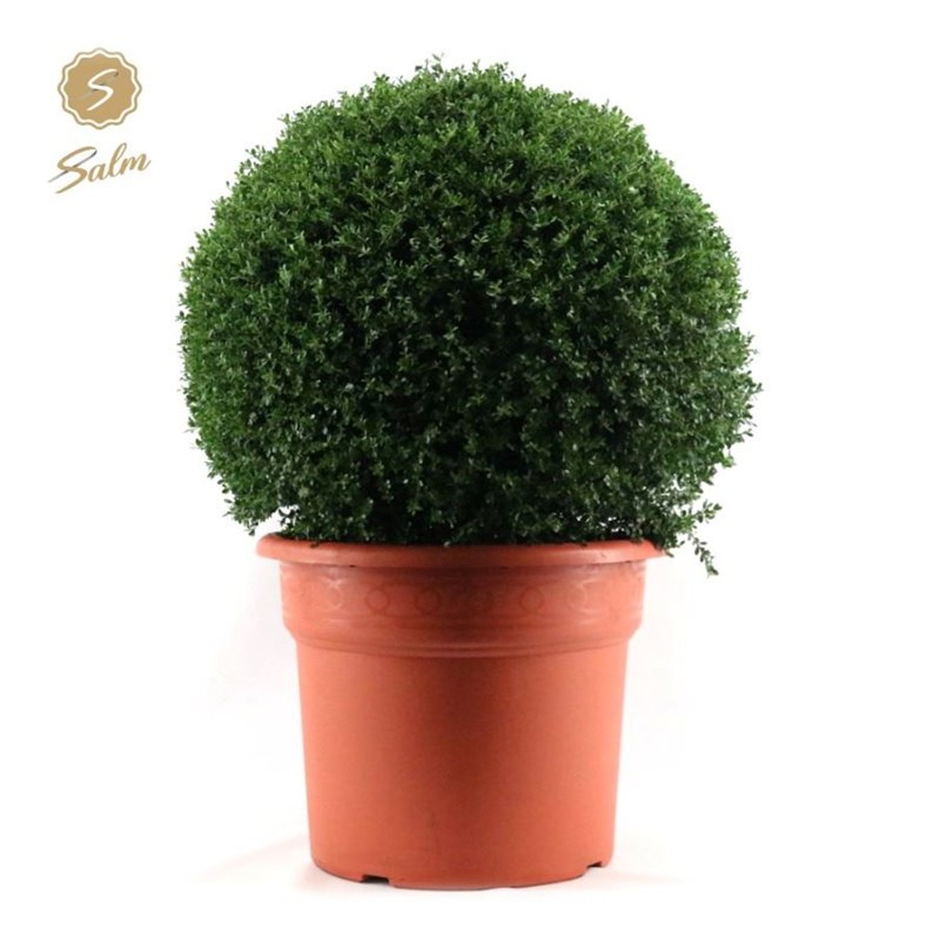 Ilex crenata - 80 CM Ball Cont.